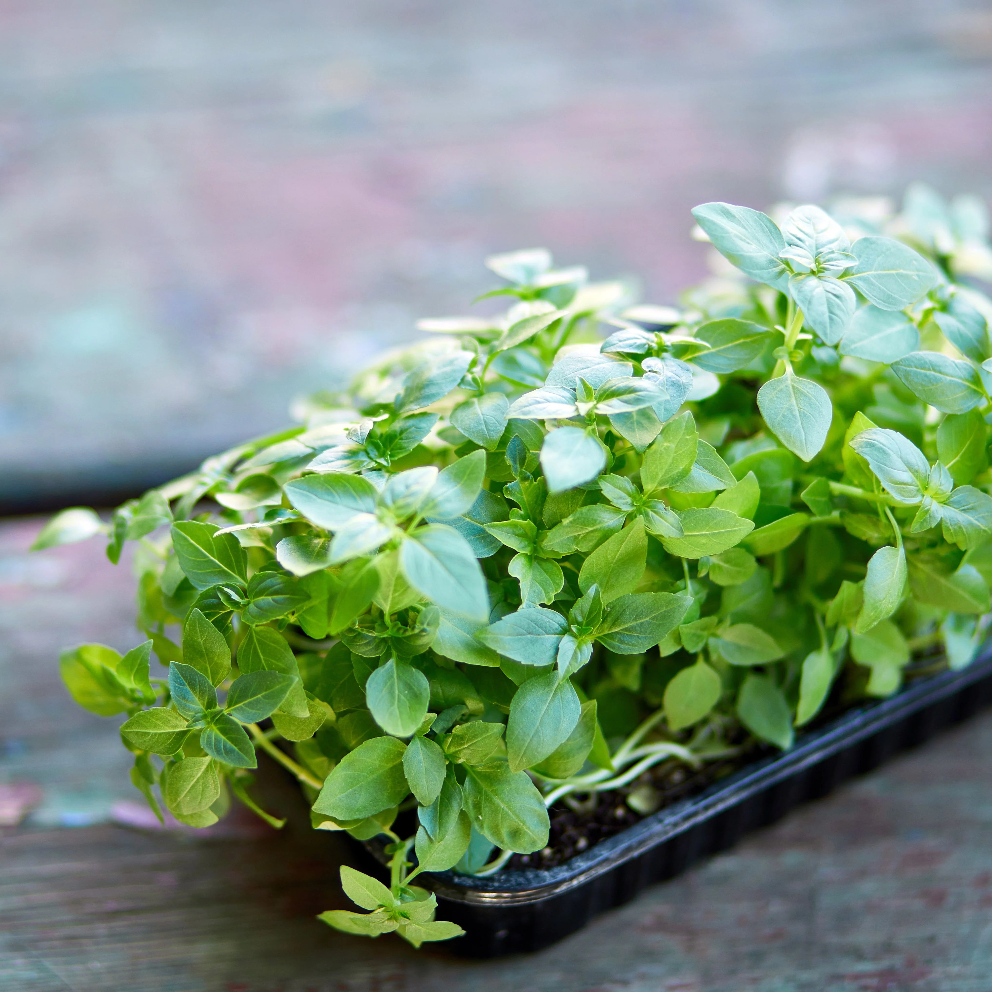 Basil, Lemon – Microgreen Seed